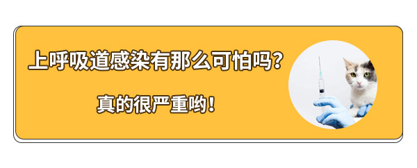 猫咪生病发烧了我应该怎么办？这些小妙招可以帮助你！