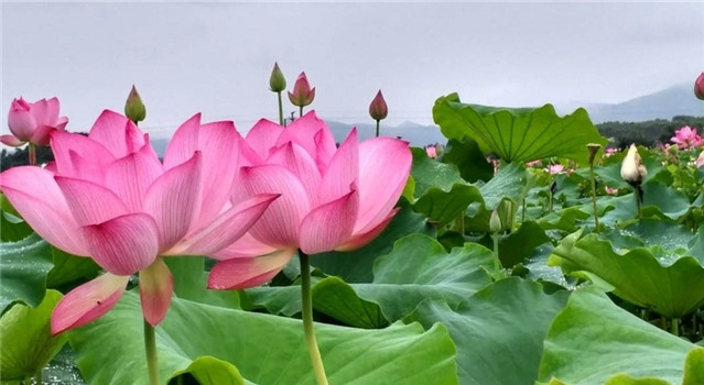 范成大最著名的10首诗词，平易浅显、清新妩媚！