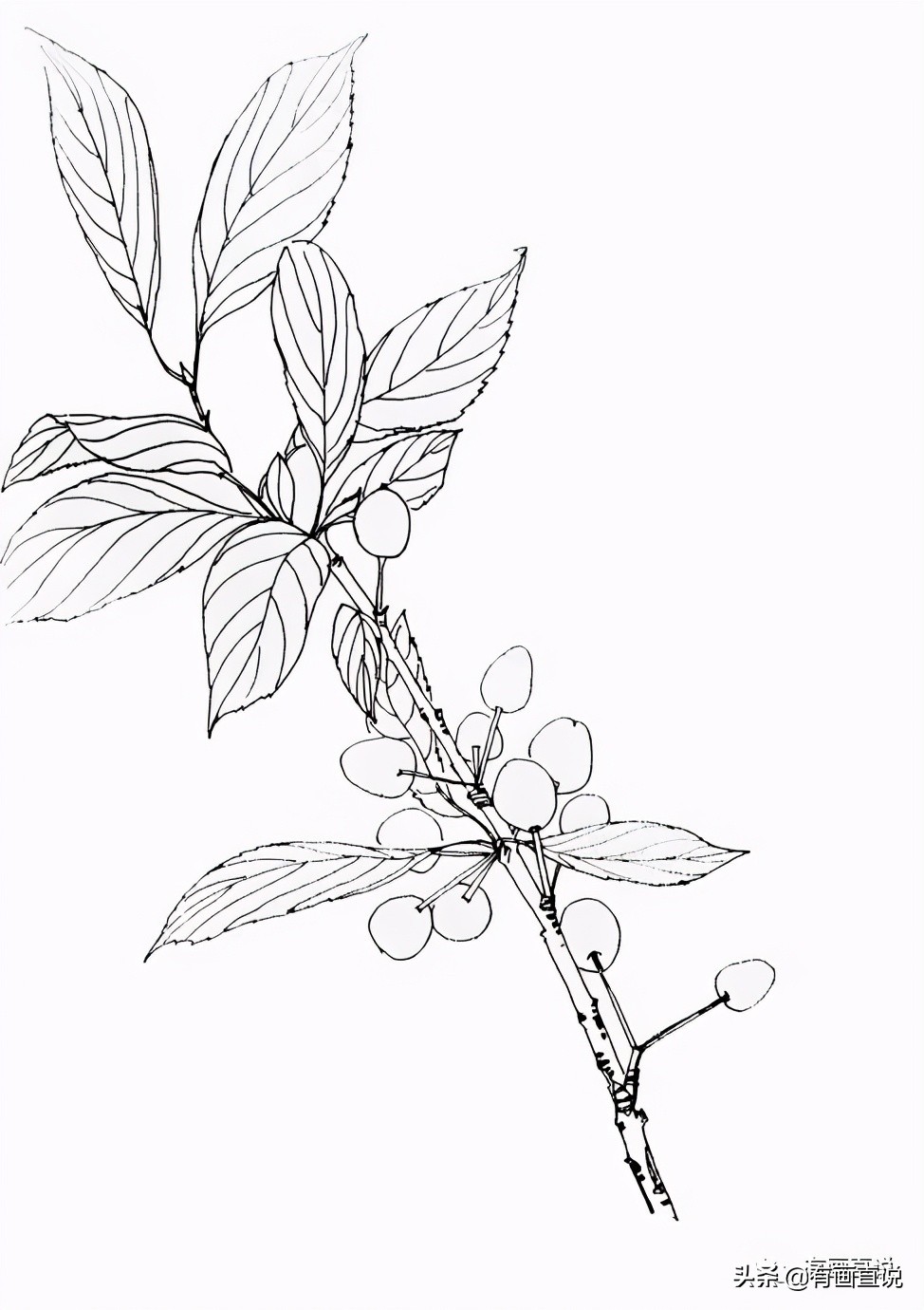 儿童画简笔画临摹素材52张：水果系列画法，收藏备用，在家学画画