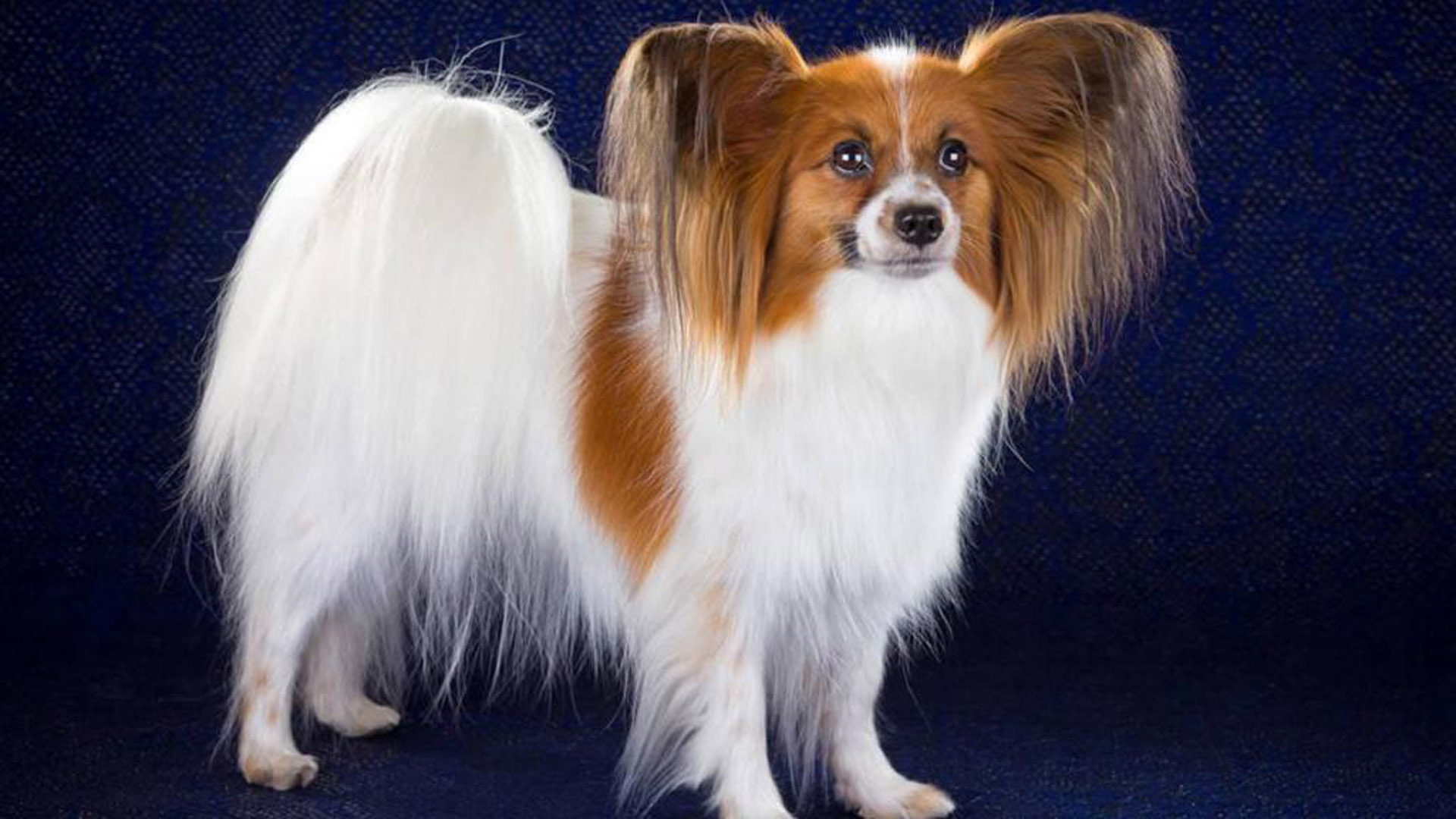 世界犬种智商排名榜前 30 名的聪明狗狗