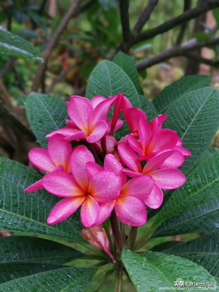 诗情花意：初秋雨晴花意浓