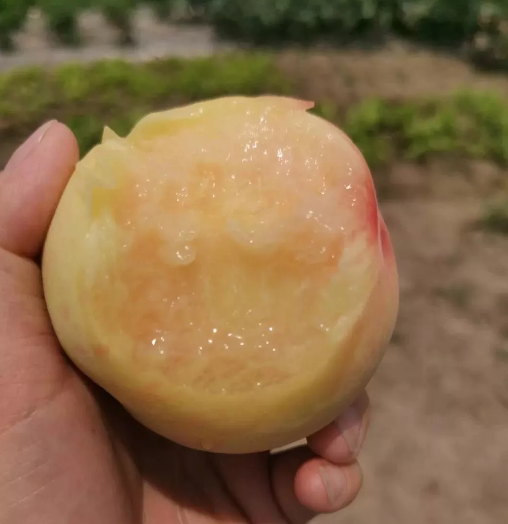 最近的水蜜桃，到底有多好吃？