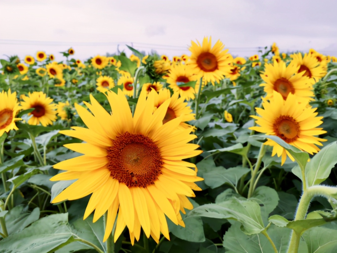 瞩目！中国最大经济中心、