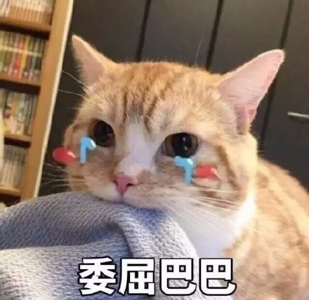 猫咪委屈表情包合集