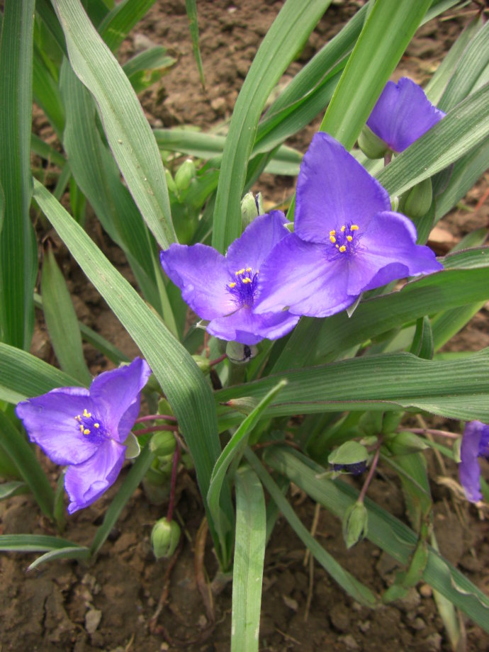 紫色花有哪些（2７种不同品类紫色鲜花大盘点）