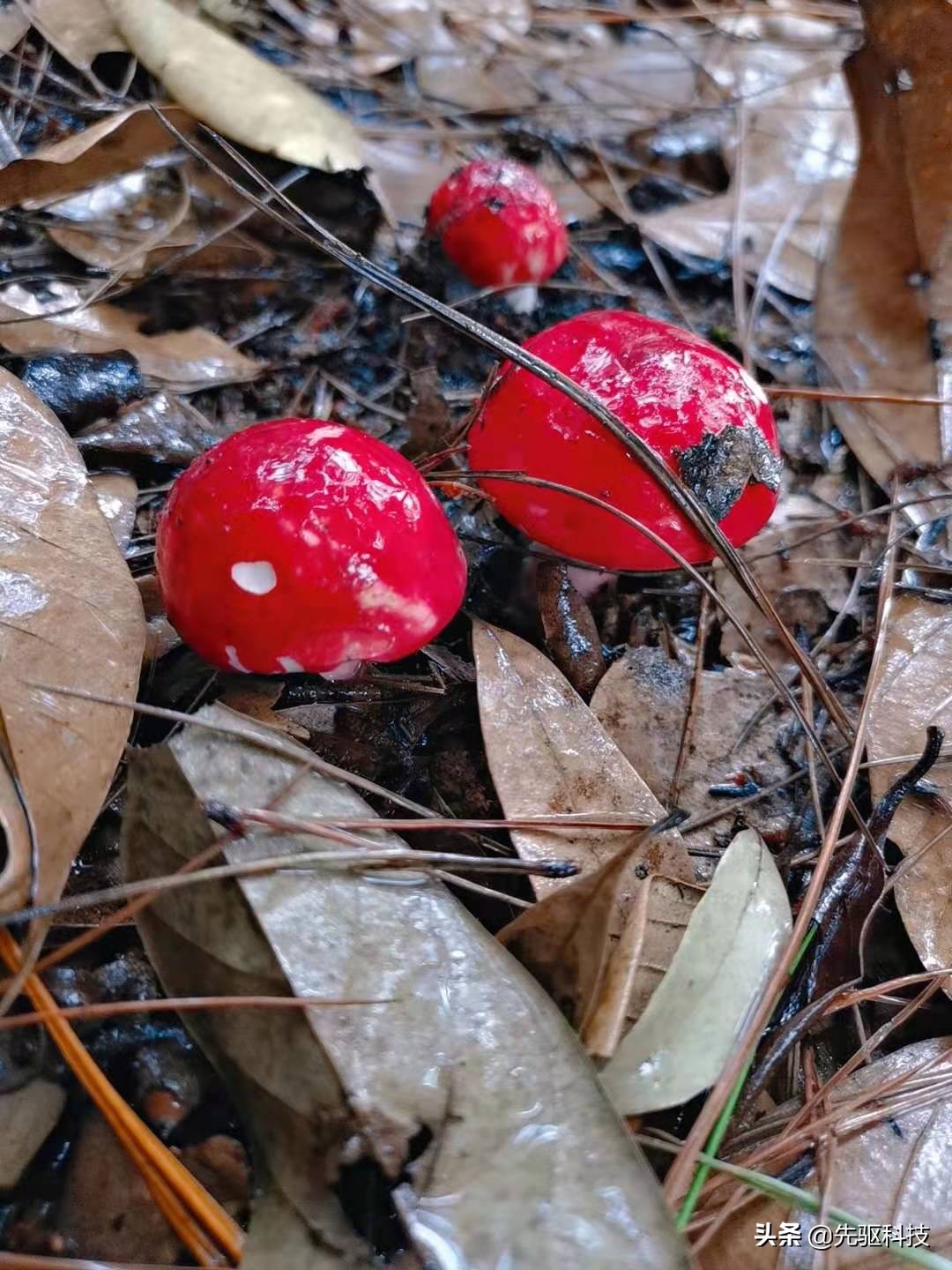 農民還會自己用水淋,使他生長出來紅菇喜歡高溫潮溼的環境