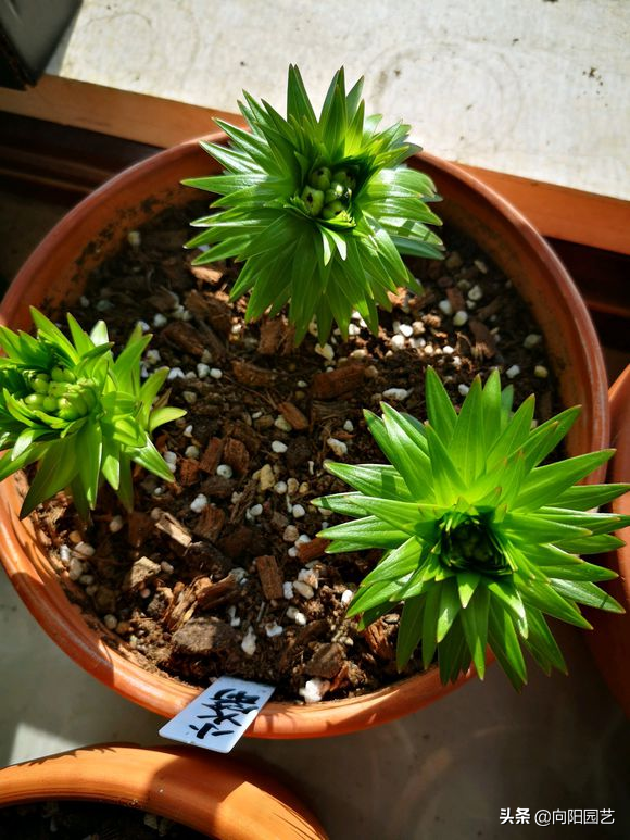百合养护攻略，花期长达30天，简单4步教会你，春节正赶开花