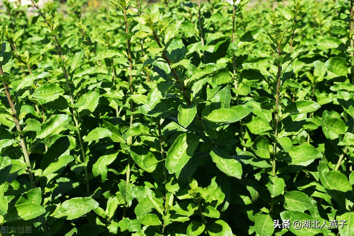 农村能吃的野菜100种大全(教你认识100种野菜和吃法)