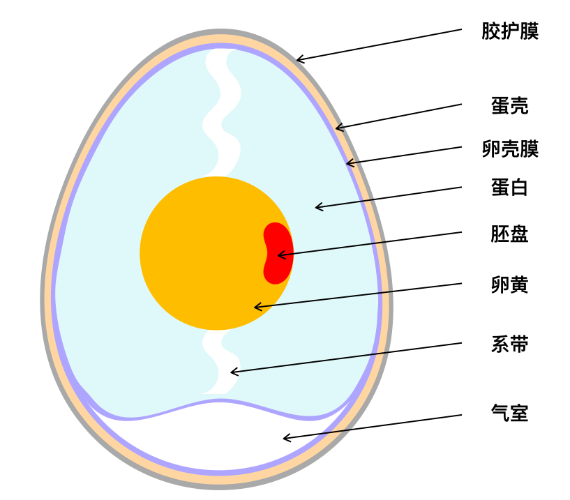 除了我们熟知的蛋壳,蛋清,蛋黄三个大部分以外,鸡蛋中还有系带,气室