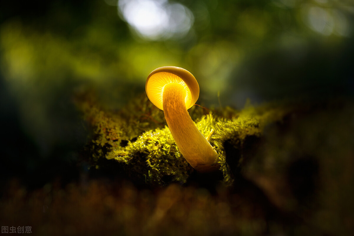 散文：追赶花期