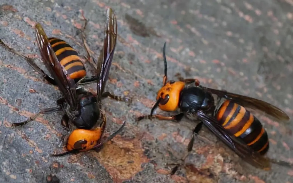 清明扫墓,广西一男子被马蜂蜇死!马蜂到底有多毒?