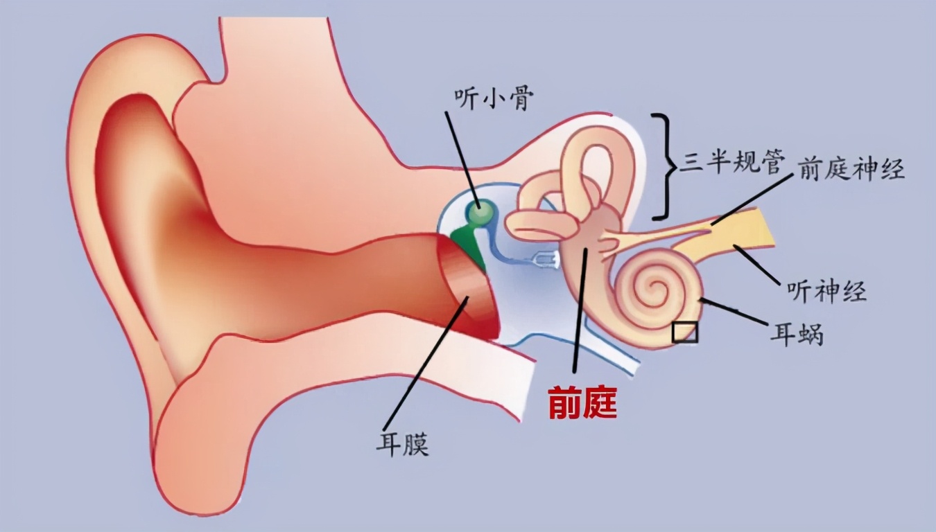 别牵着宝宝的手学走路，累人又伤娃，正确的学走路方式是先爬后走