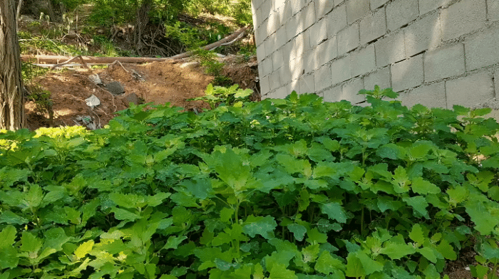 灰灰菜怎么做好吃（野生灰灰菜的食用方法）