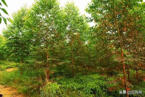 这8种树绿化效果好，又是难得的蜜源植物，花蜜营养价值极高