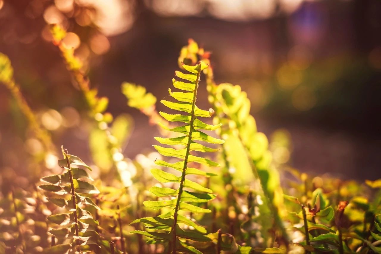 王维最美的10首五言绝句，句句如诗，首首如画，美到极致