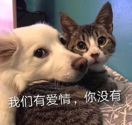 猫猫表情包合集｜你是猪头吗？