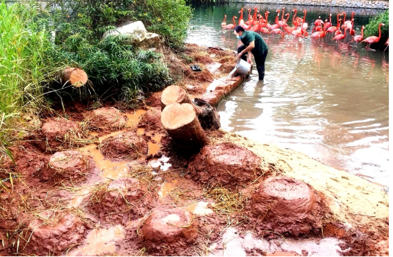 火烈鸟的寓意及象征（以红闻名的火烈鸟爱情之鸟）