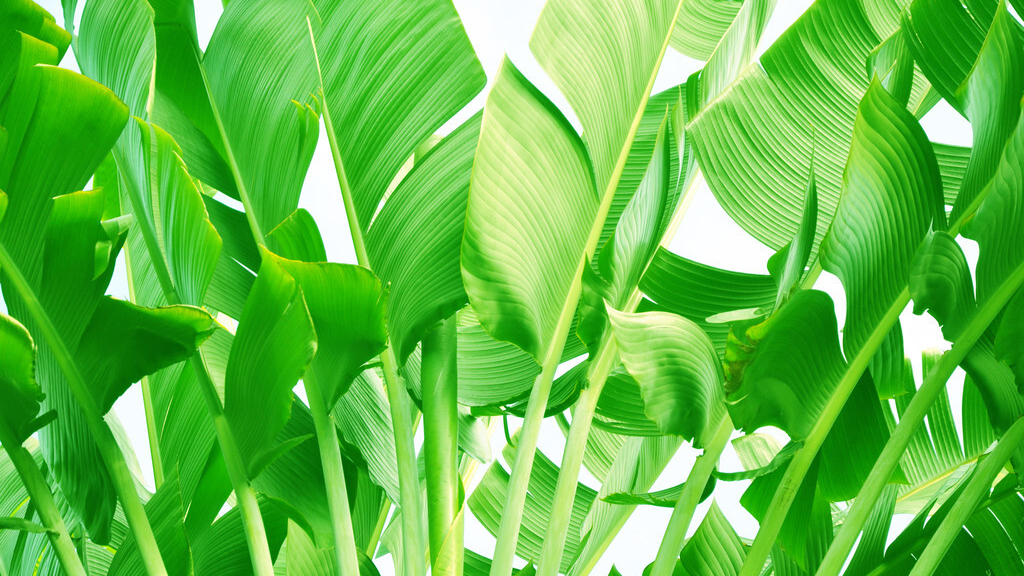 描述欣赏香蕉的唯美句子_晶羽文学网