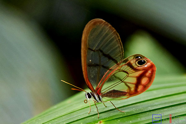 最漂亮的蝴蝶图片（世界十大最美丽的蝴蝶）