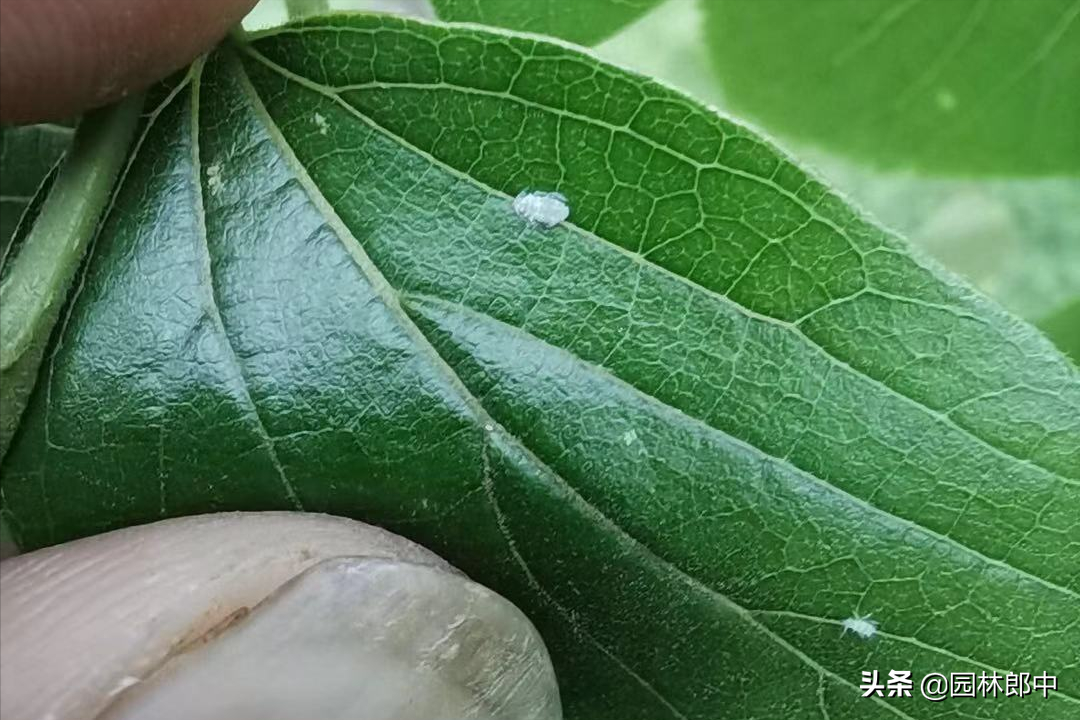 朴树叶片上发现长角状畸形凸起需警惕,可能是朴盾木虱在危害
