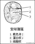 地球生物全系列 從單細胞到人類 原生生物界 紅藻門1 形态特征 1 外形特征 2 内部構造 3 細胞結構2 地域分布3 生長繁殖 1 繁殖類型 2 繁殖過程4 分類5 紫菜亞綱6 真紅藻亞綱7 海索面目 1 生物性狀 2 種類 天天看點