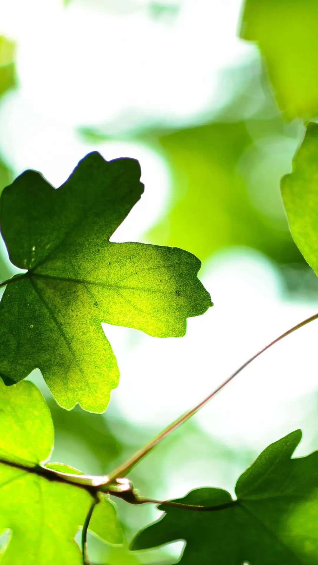 金波散文集关于秋叶(金波散文集有哪些) _晶羽科技
