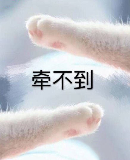 猫爪子牵手表情包｜牵手成功