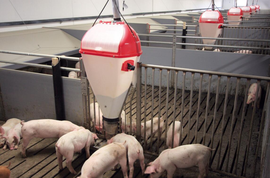 存栏100头母猪的繁育猪场，需配置6种不同标准的猪舍，缺一不可