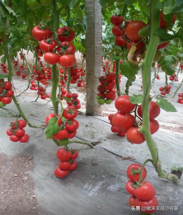 西红柿种植方法（手把手教你种植高产优质的西红柿）