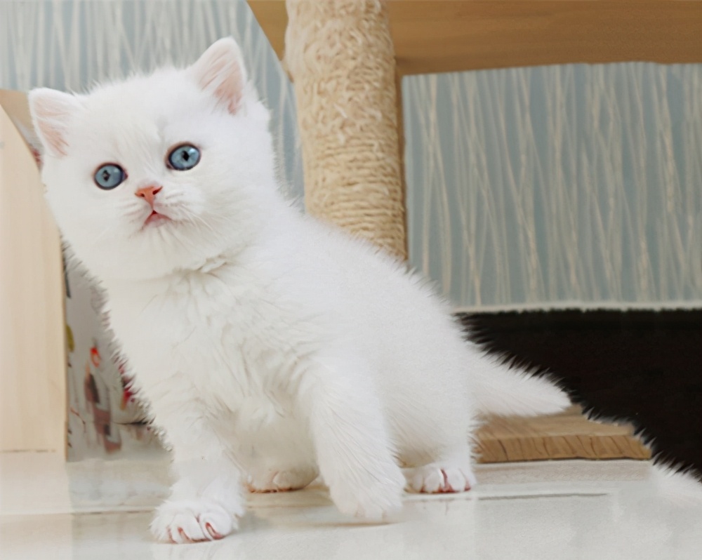 猫咪品种介绍大全!我们应该怎么选择适合自己的猫咪?