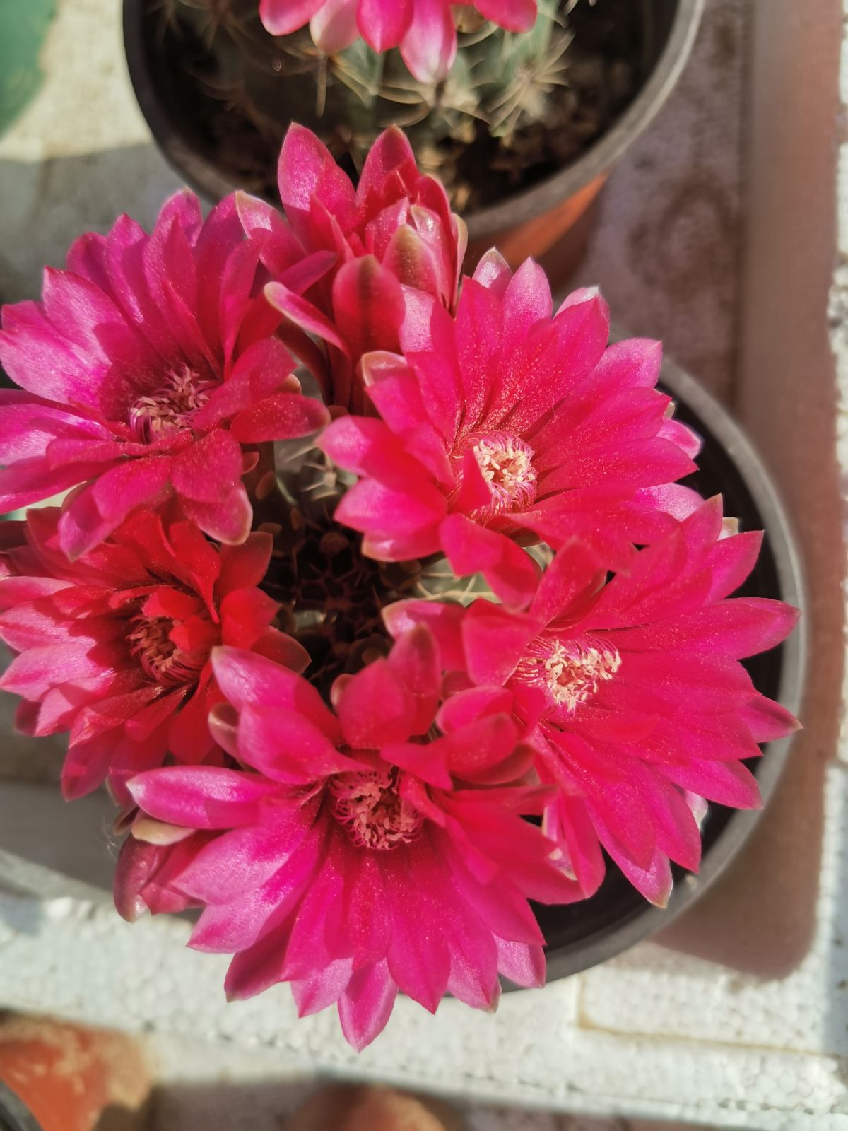 浑身带刺的仙人掌花,没想到还是个"花姑娘",花朵颜值堪比荷花