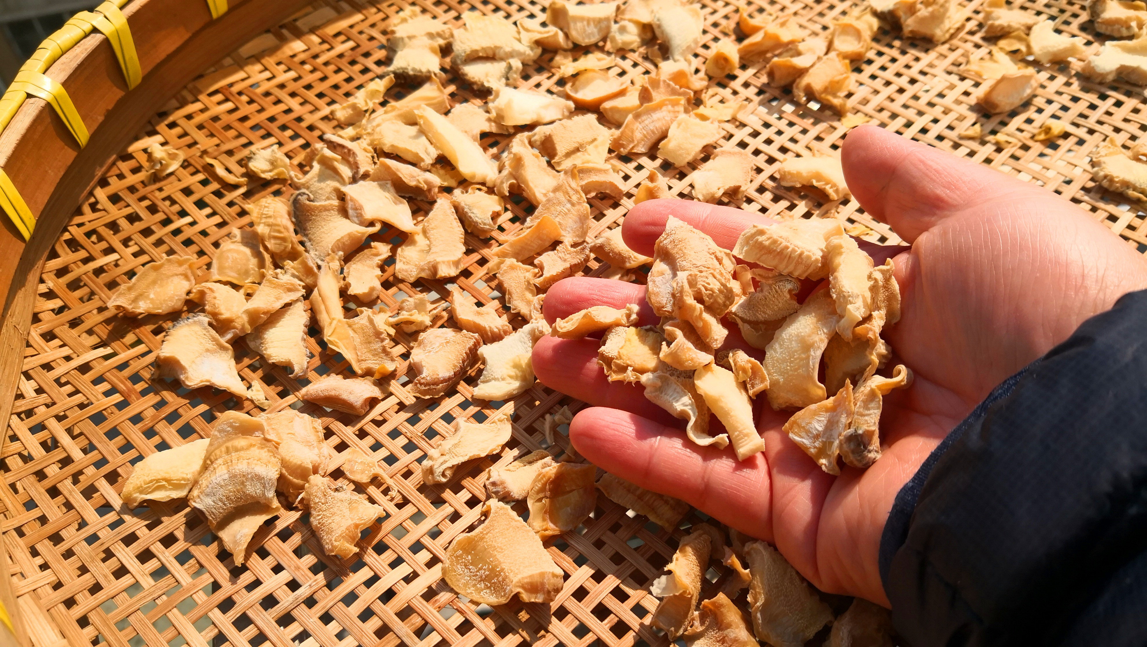 浙江咸笋的做法大全(教你家常做法咸笋脆爽鲜嫩)