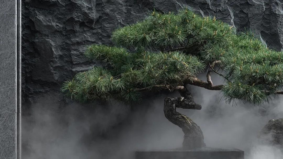 一棵松,美了一个院子