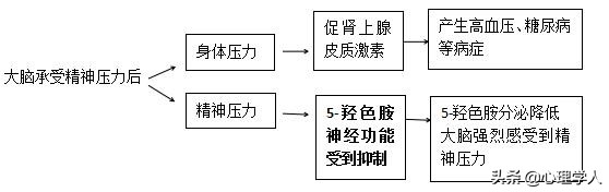 失眠？焦虑？你的大脑需要减压，5-羟色胺强化法助你缓解精神压力