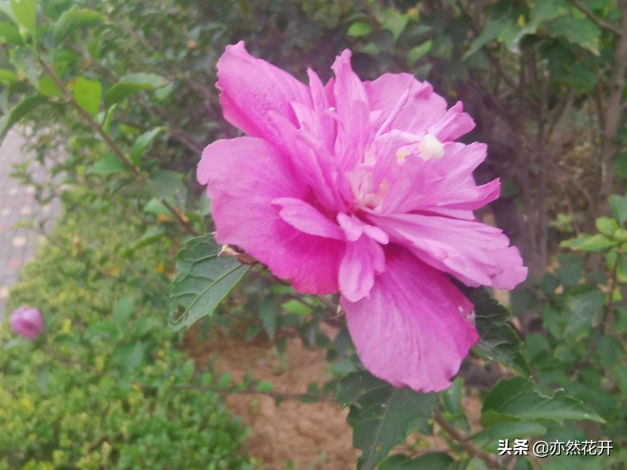 写好每一个句子，让文章更出彩