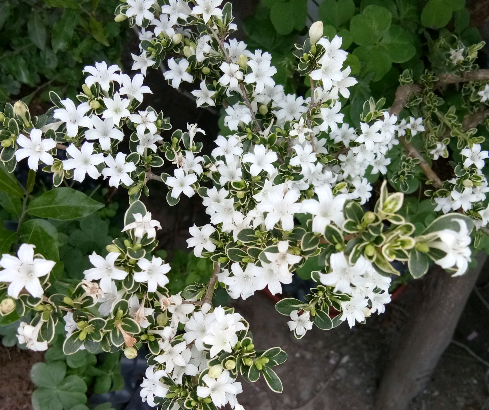 六月雪怎么养家庭养法(六月雪养在家里要注意点什么)