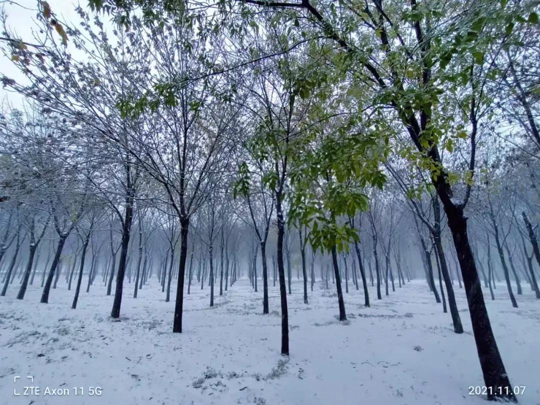 雪，让娘的头发又白了一片