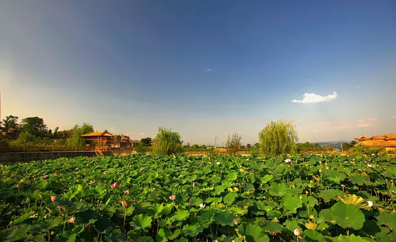 重庆看荷花的地方来啦！错过再等一年......