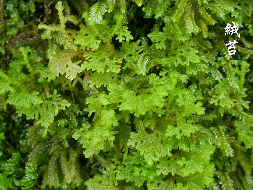 苔藓植物图片（小编带你盘点四十种苔藓植物）