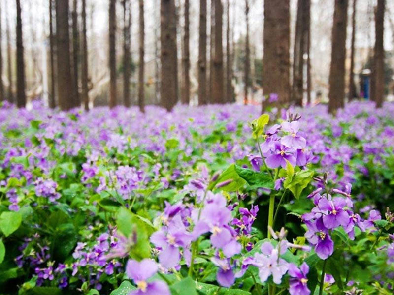 二月兰种植时间（二月兰的种植技术及主要价值）