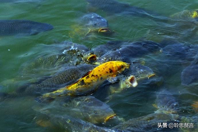 观鱼诗词精选二十四首 我嗟不及群鱼乐，虚作人间半世人