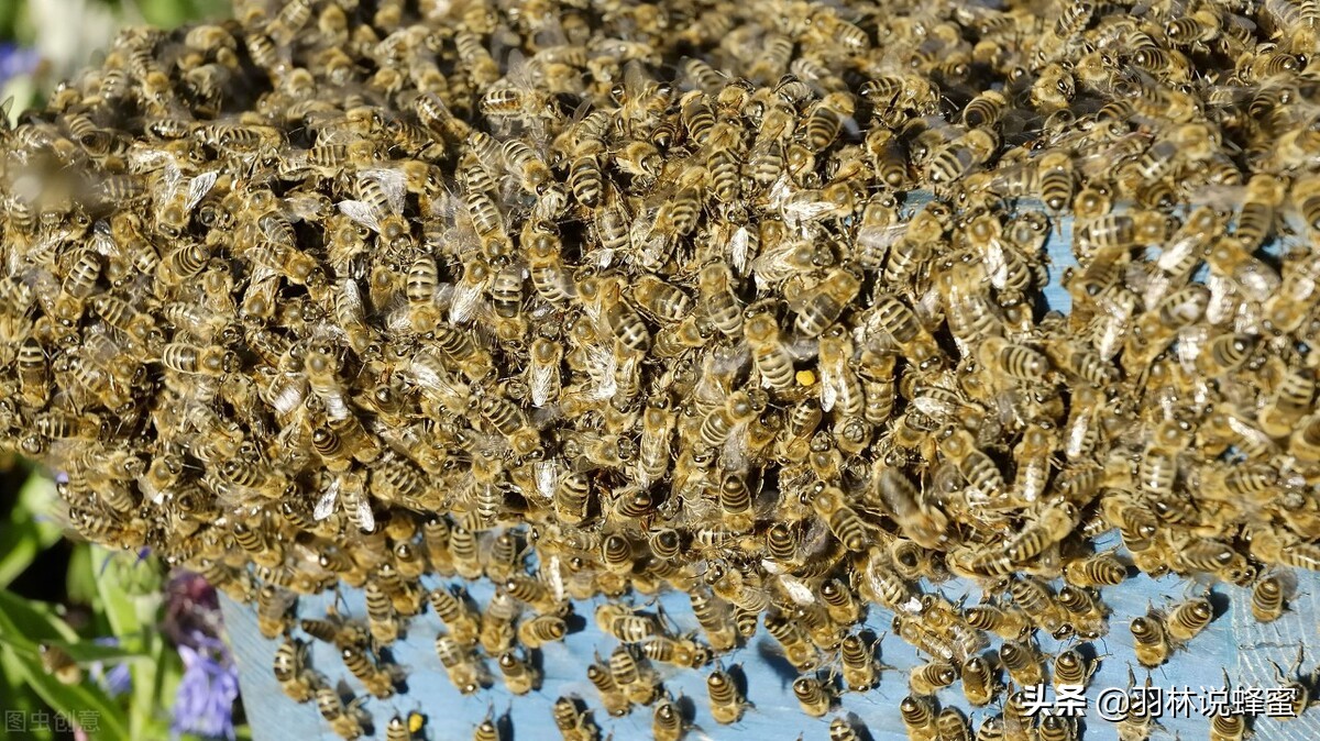 蜜蜂蜇伤危险吗？被蜜蜂蜇伤后对身体有影响吗？快来了解下吧