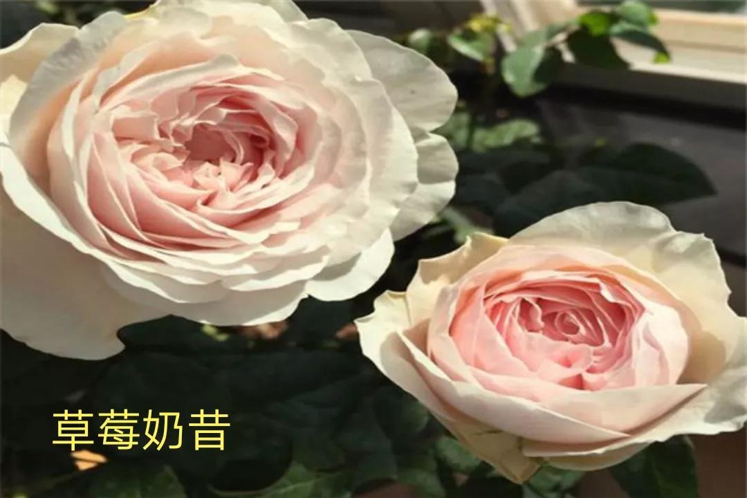 白荔枝玫瑰花语是什么（常见切花月季一览）