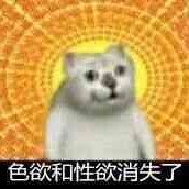 吃惊小猫表情包