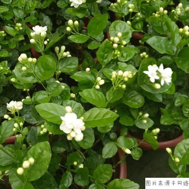 儿时的记忆——捅马蜂窝
