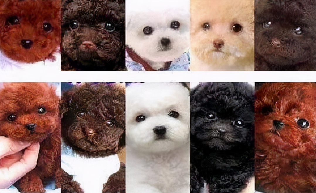 泰迪犬和比熊犬谁更好养,我选比熊犬,你呢?