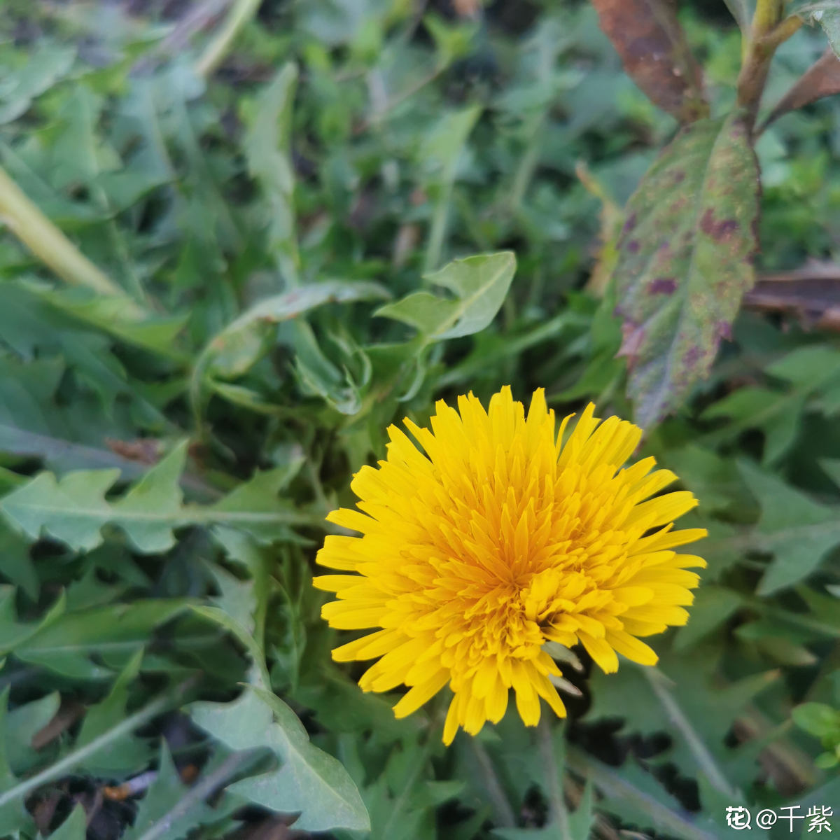 80种常见植物图解，出门识花不求人，倍儿有面子