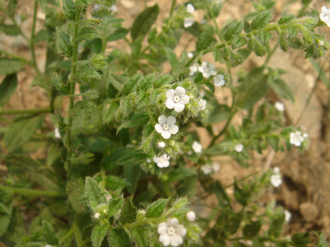 山蚂蝗植物图片（中药材野山蚂蟥功效与作用）