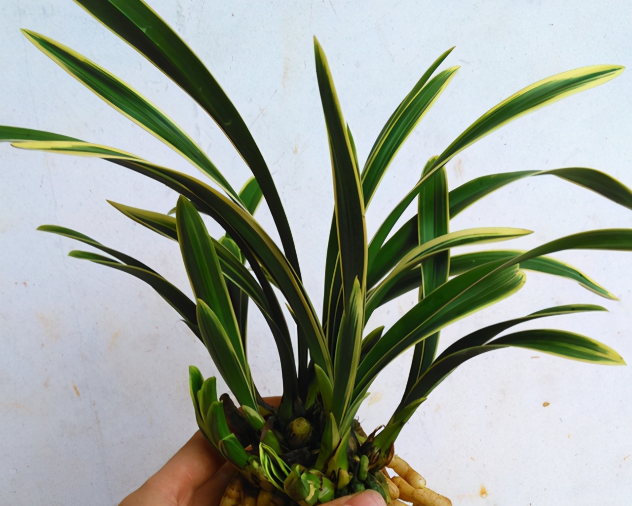 帝王妃兰花苗怎么养详细介绍「精心整理」 -骁龙网