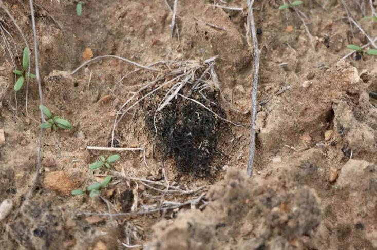 名字寓意发财，曾卖5百元一斤，如今被列为禁菜，却少有人种植